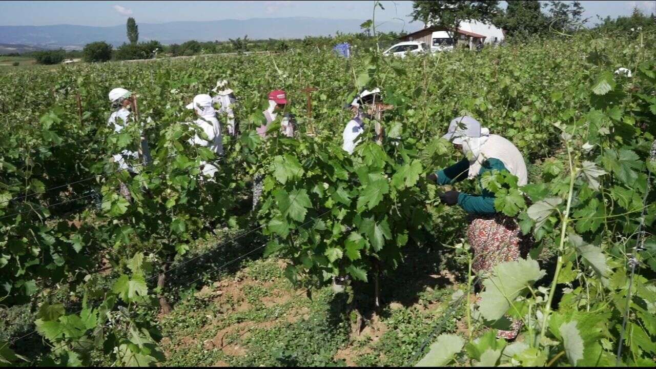 Erbaa'nın "yeşil altını" Narince yaprağında hedef 2 milyar liralık gelir