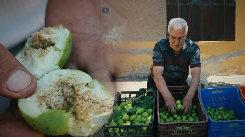 İlek pazarı: Aydın'da kaliteli incirin sırrı kilogramı 500 TL'den satışa sunuldu | Tarım Haberleri