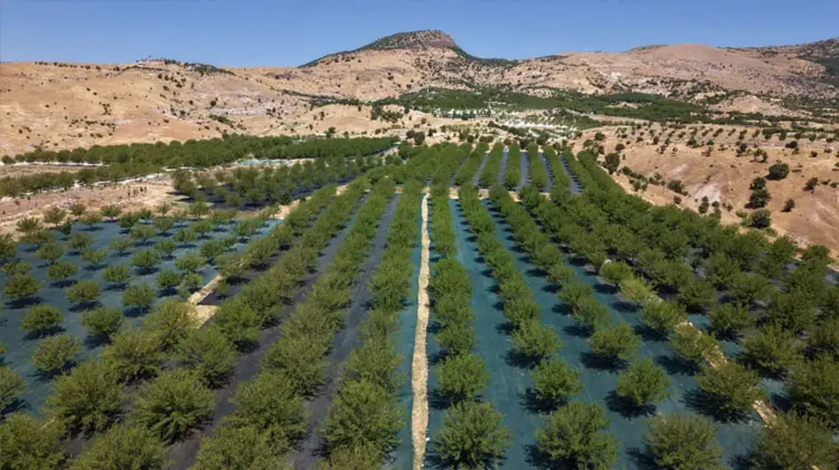 Tunceli'nin coğrafi işaretli Ulukale dutunda bu yıl 650 ton rekolte beklentisi