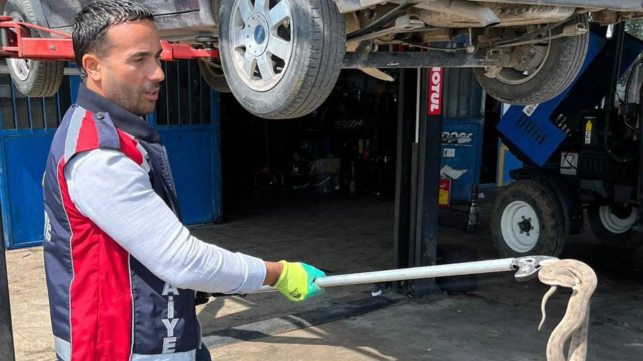 Kaputu açınca neye uğradığını şaşırdı! Motora giren yılan böyle çıkarıldı