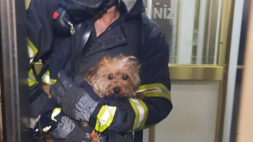 Adana'da apartman yangını: Mahsur kalan köpek kurtarıldı