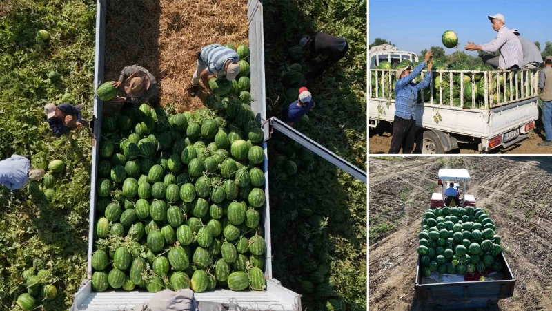 Birçok ilden gelip bu karpuz için gün doğmadan sıraya giriyorlar