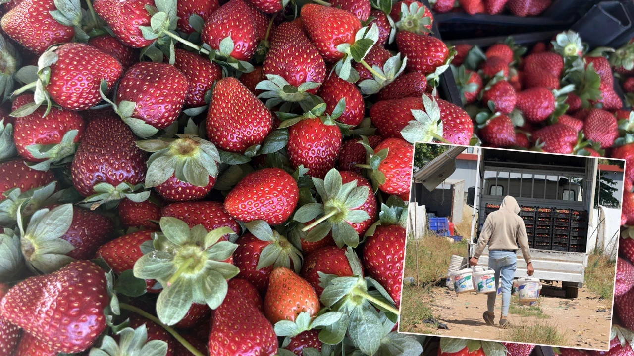 Antalya çileğinde yolun sonu: Son hasat çileklerin gizli rotası