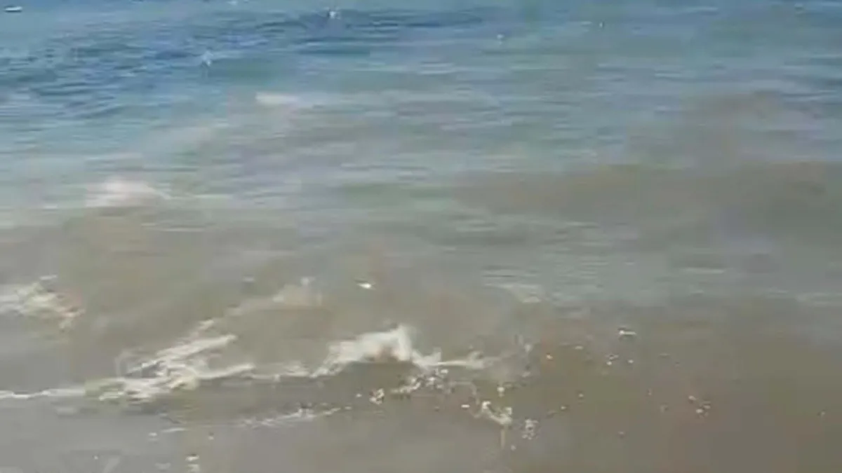 Bodrum'da denizde panik yaratan kirlilik! Başsavcılık resen soruşturma başlattı