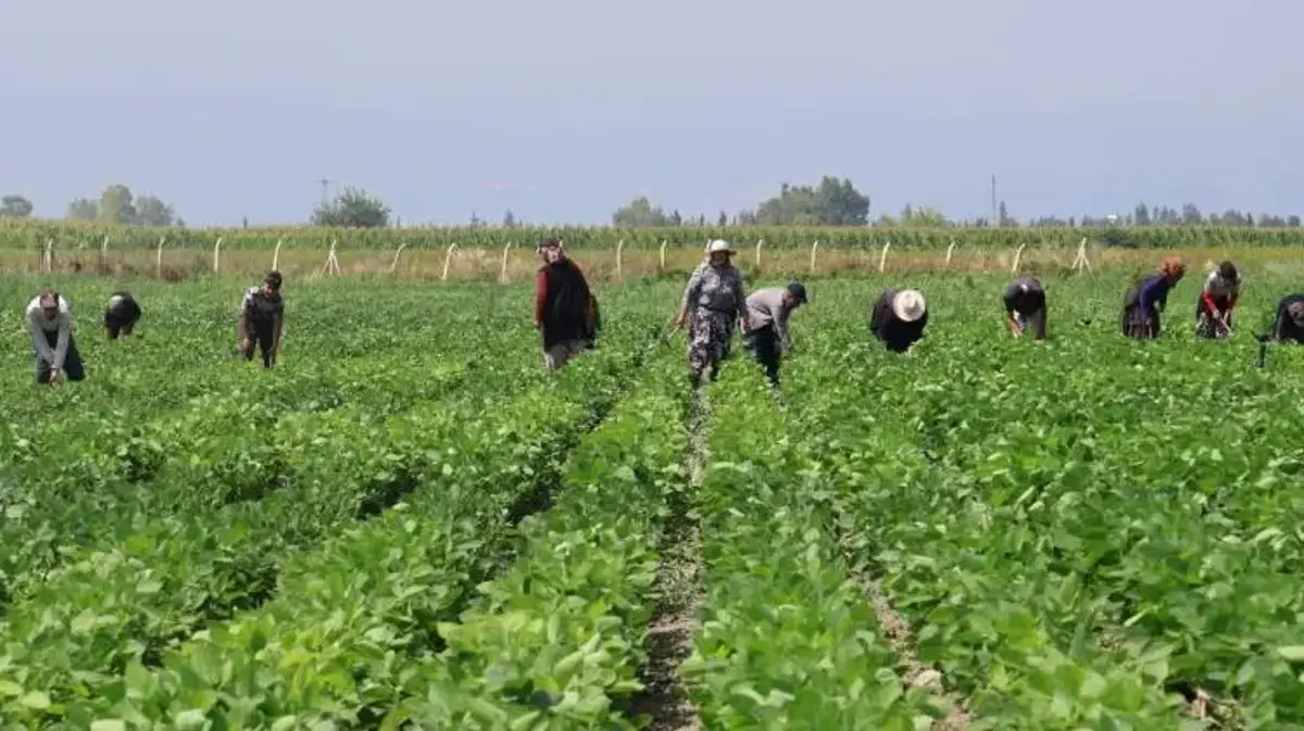 Hatay’da ilk kez denendi! Üreticiye yeni gelir kapısı olacak: O üründe hasat heyecanı