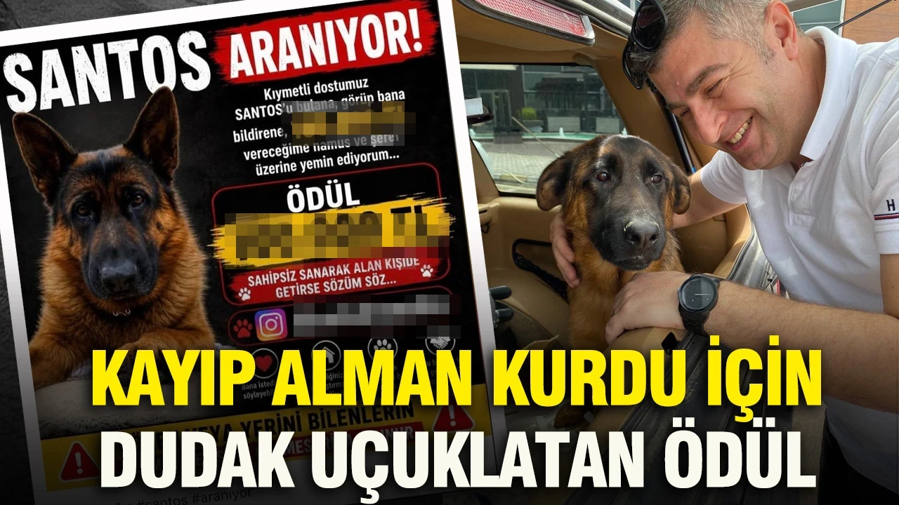 Trabzon bu ilanı konuşuyor: Kayıp Alman Kurdu için dudak uçuklatan ödül