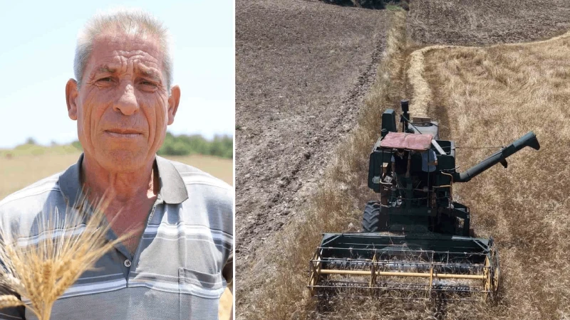 Adana’da ata tohumu karakılçık buğdayı yeniden üretime kazandırıldı: Kilosu 50 liradan alıcı buluyor