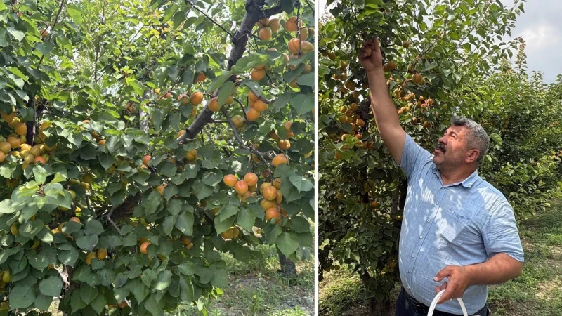 Ziraat mühendisi arkadaşı tavsiye edince 7 yıl önce ekti: Şimdi her ağaçtan 300 kilo mahsul elde ediyor