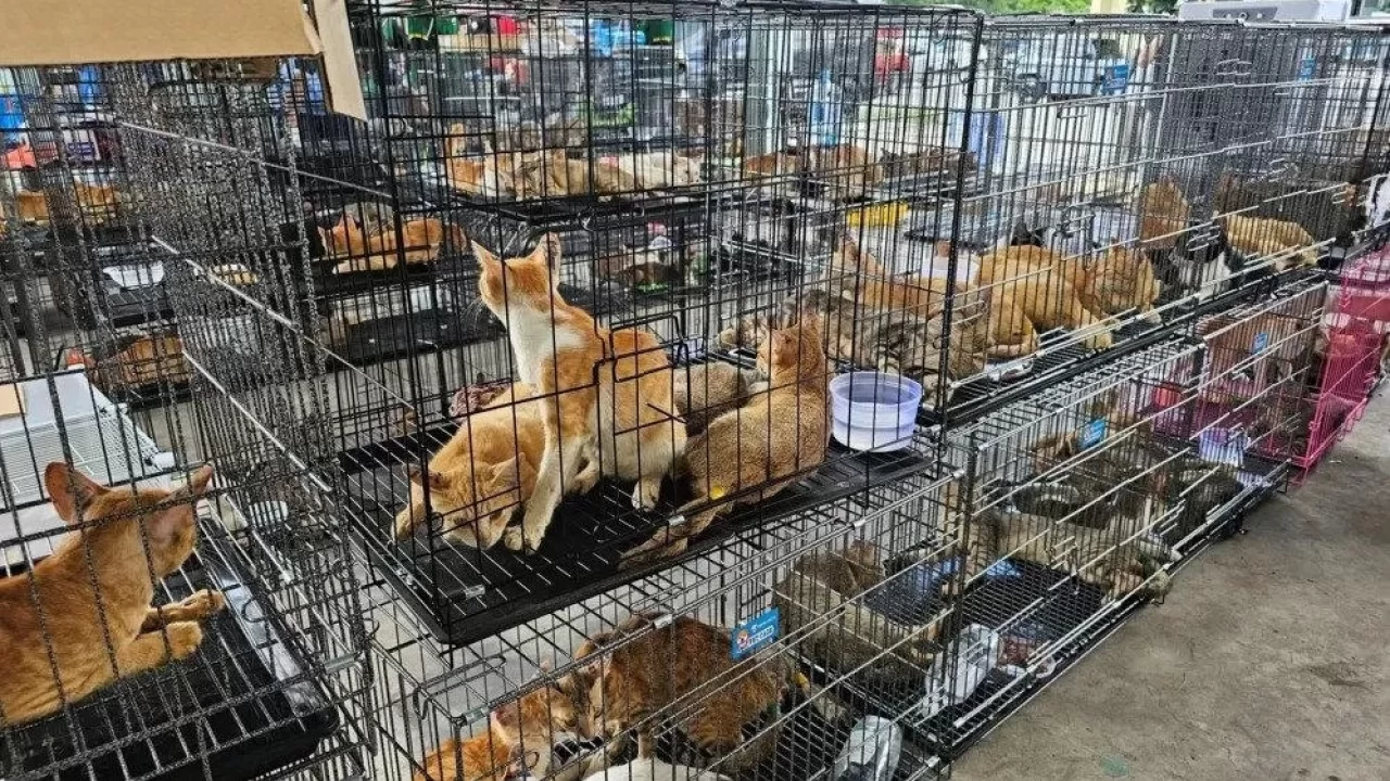 Vietnam'da kan donduran olay! Yemek için kesime gönderilen 400'den fazla kedi kurtarıldı