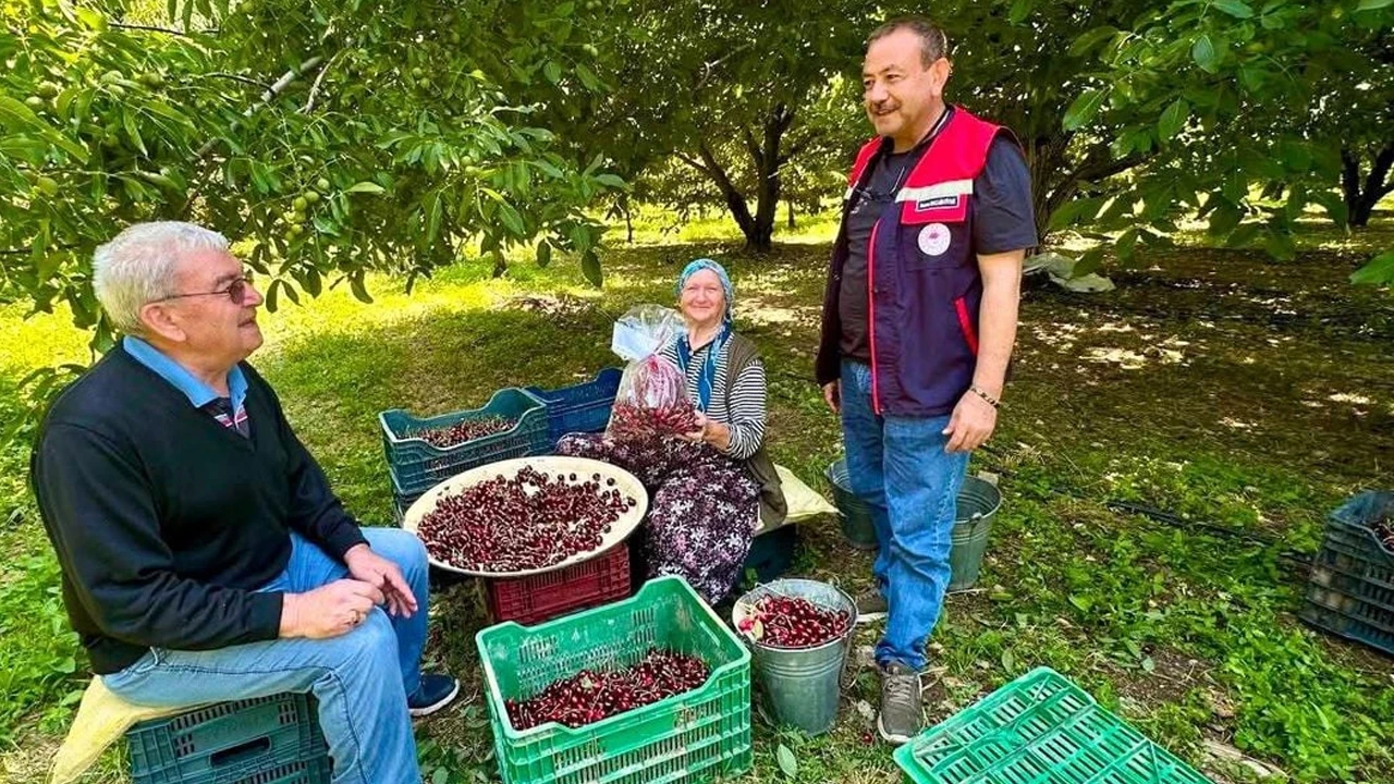 Kiraz bahçelerinde hasat öncesi pestisit denetimi