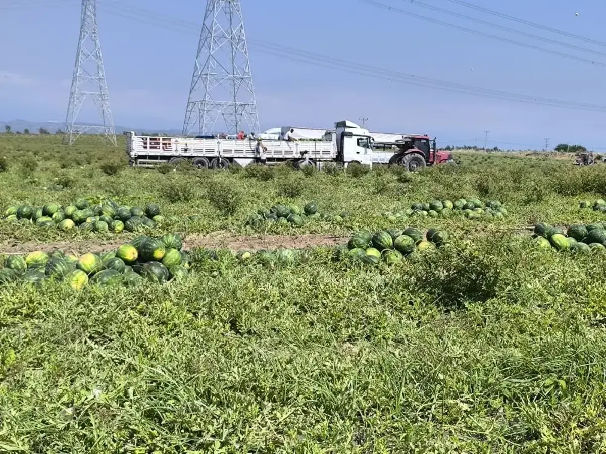 Dönüm başına 6 ton düştü: Hatay'da hasadı yağışlar etkiliyor