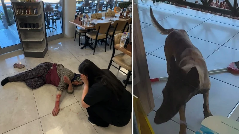 Dinlenme tesisine giden yaşlı kadın sahipsiz köpek yüzünden dehşeti yaşadı: Kolunu kopardı
