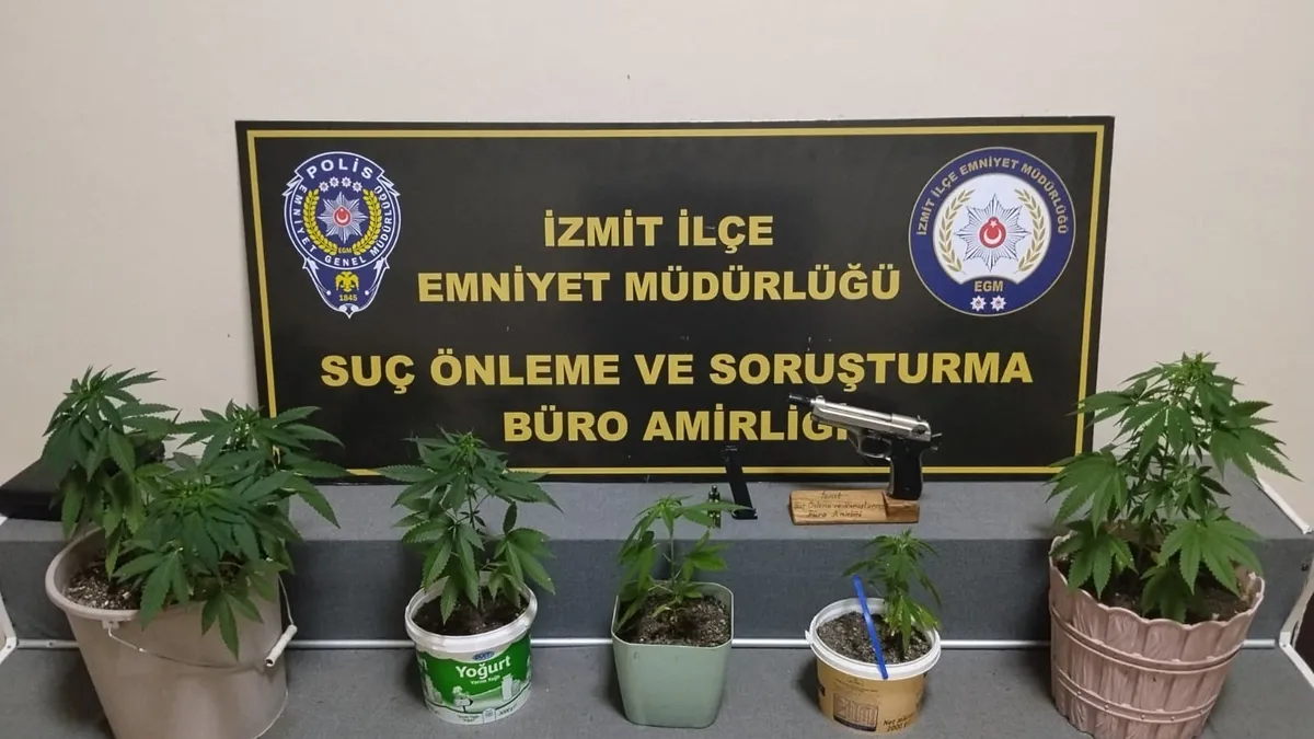 Saksılara kenevir ekip balkonda büyüttü!