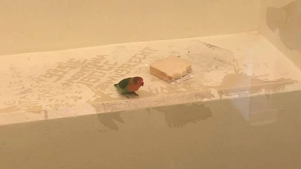 Azılı papağan özel hücreye atıldı! Tutulu papağının hücredeki ilk yemeği bir kap su, iki dilim ekmek