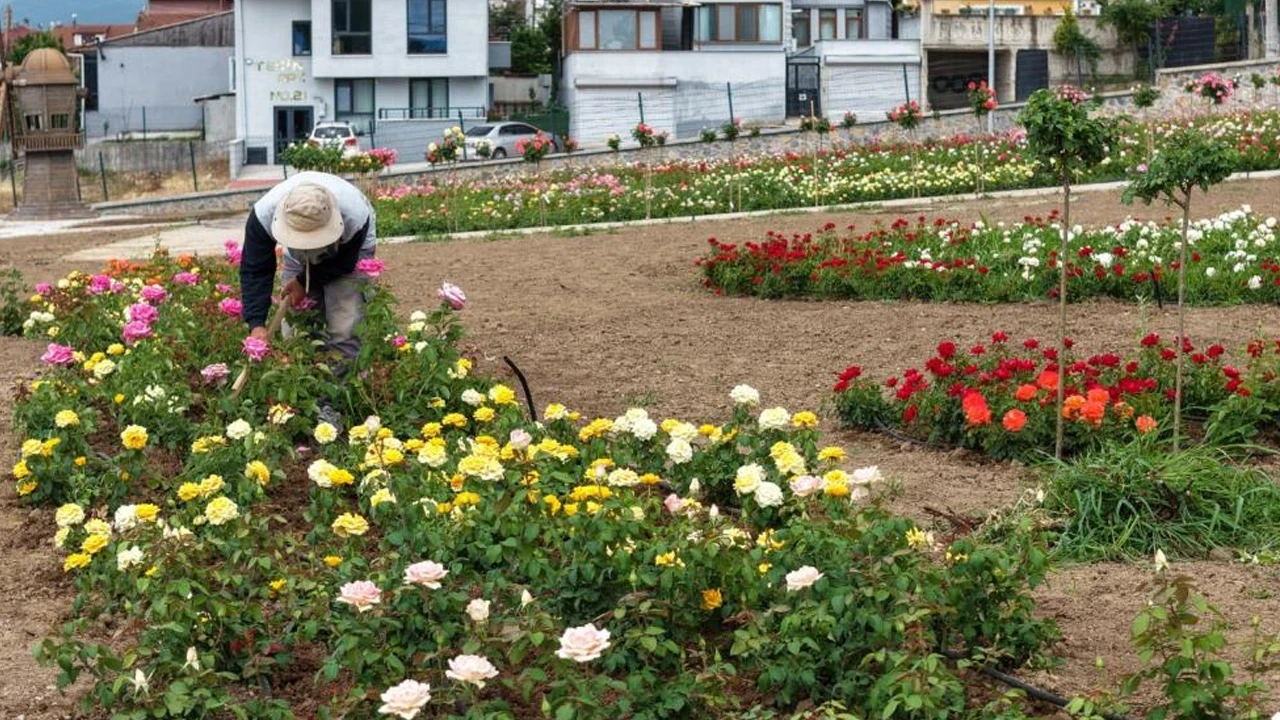 Gül bahçesi açıldı: 15 bin gül ziyaretçilerini bekliyor
