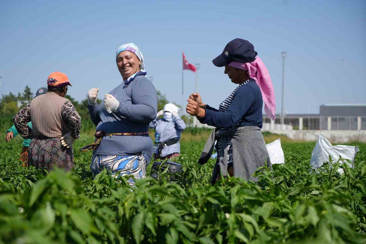 Karaağaç acı biberi hasadı başladı