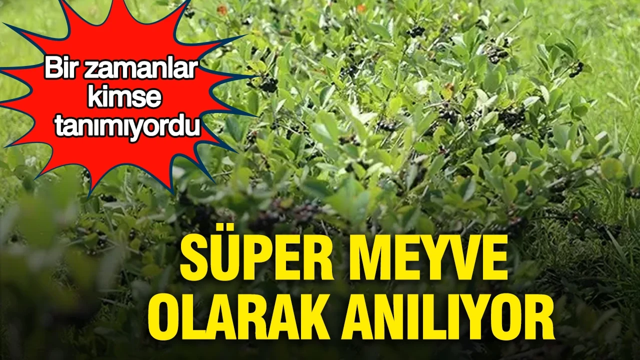 Bir zamanlar kimse tanımıyordu: Süper meyve olarak anılıyor