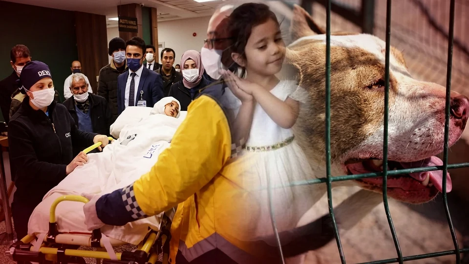 Asiye Ateş davası kararı: Mahkeme pitbulları silah sayarak sanıklara ağır ceza verdi | Gündem Haberleri