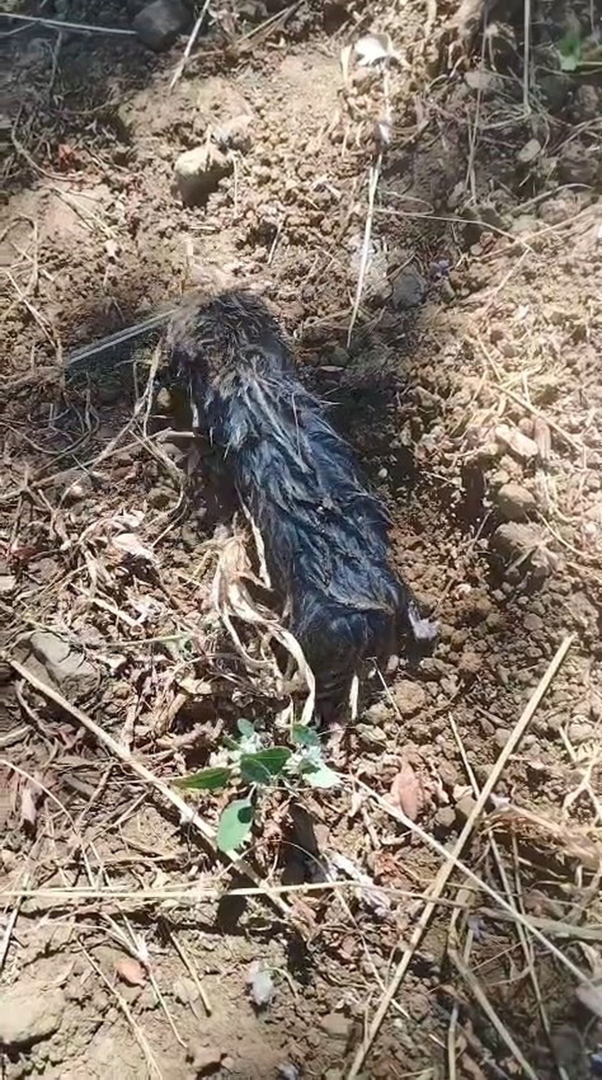 Köstebek sandı, gerçek çok başka çıktı