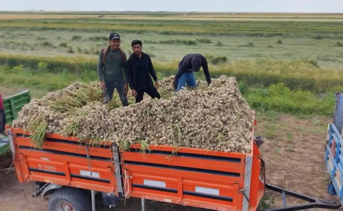 Ata tohumundan yetiştiriliyor! Organik sarımsakların hasadı başladı
