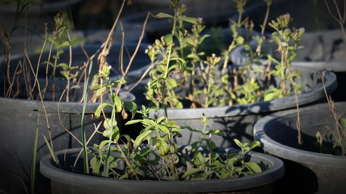 Altın Tohumlar'da Stevia konuşuldu: Ekildiği yıl kazandırmaya başlıyor