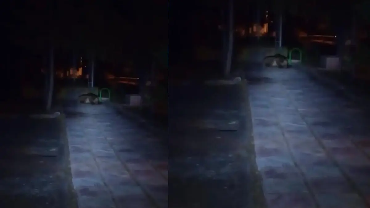 Çocuk parkında ayı paniği! Kameraya alındı