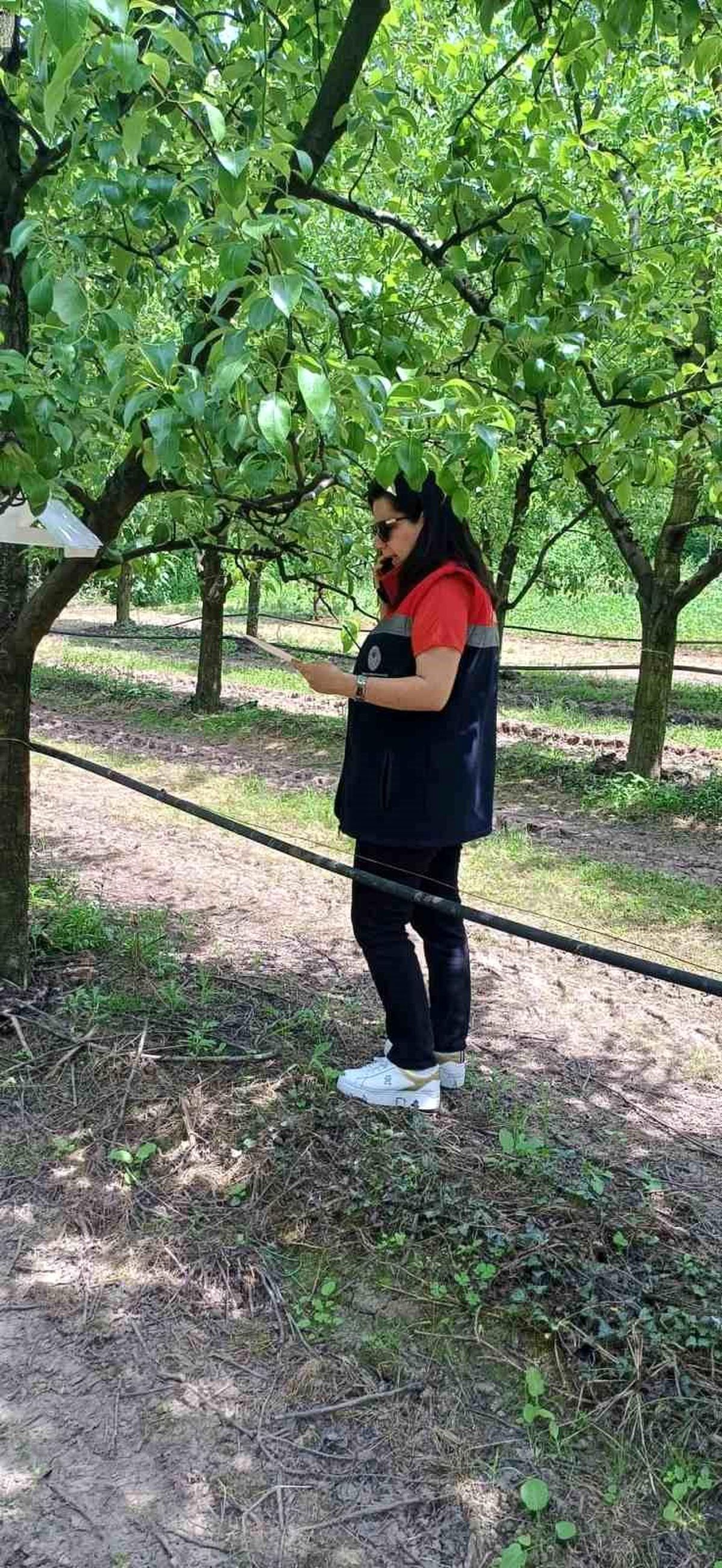 Çarşamba'da fındık üreticilerine 'kokarca' ve 'külleme' uyarısı