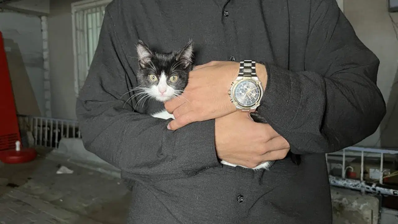 O anlar kamerada: İstanbul'da 7'inci kattan düşen kedi şemsiye ile kurtarıldı