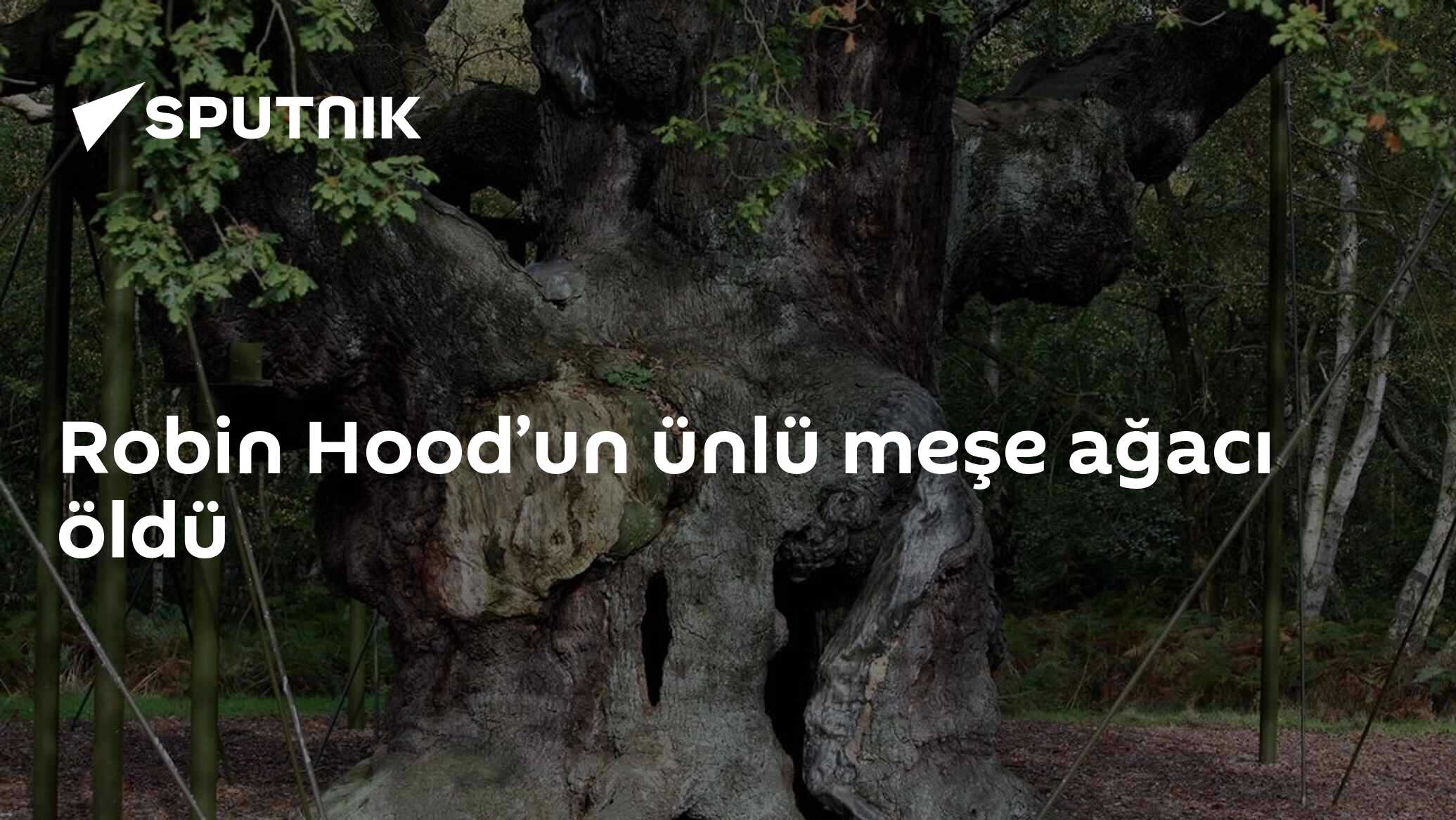 Robin Hood’un ünlü meşe ağacı öldü