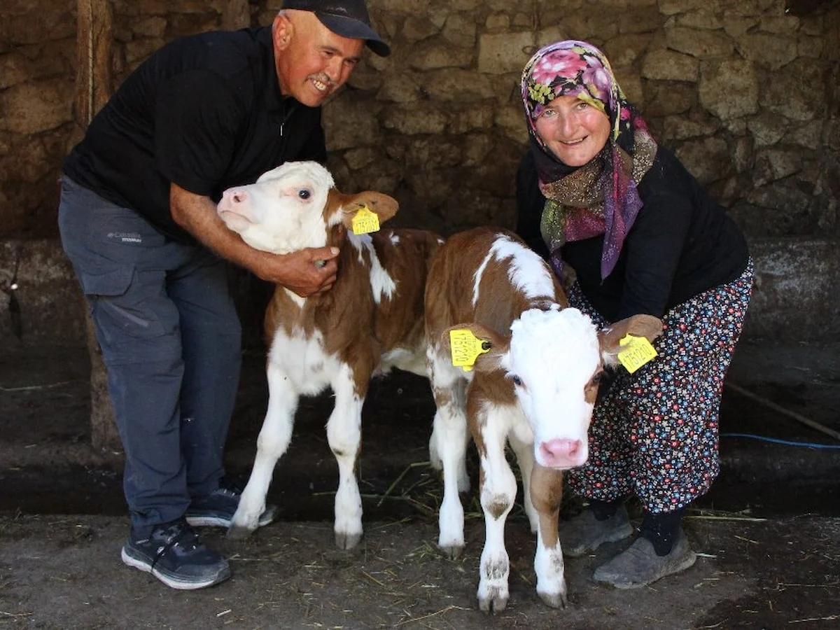 Amasya'da Buzağılarına hayranı oldukları şarkıcının ismini verdiler: Yıldız ve Tilbe