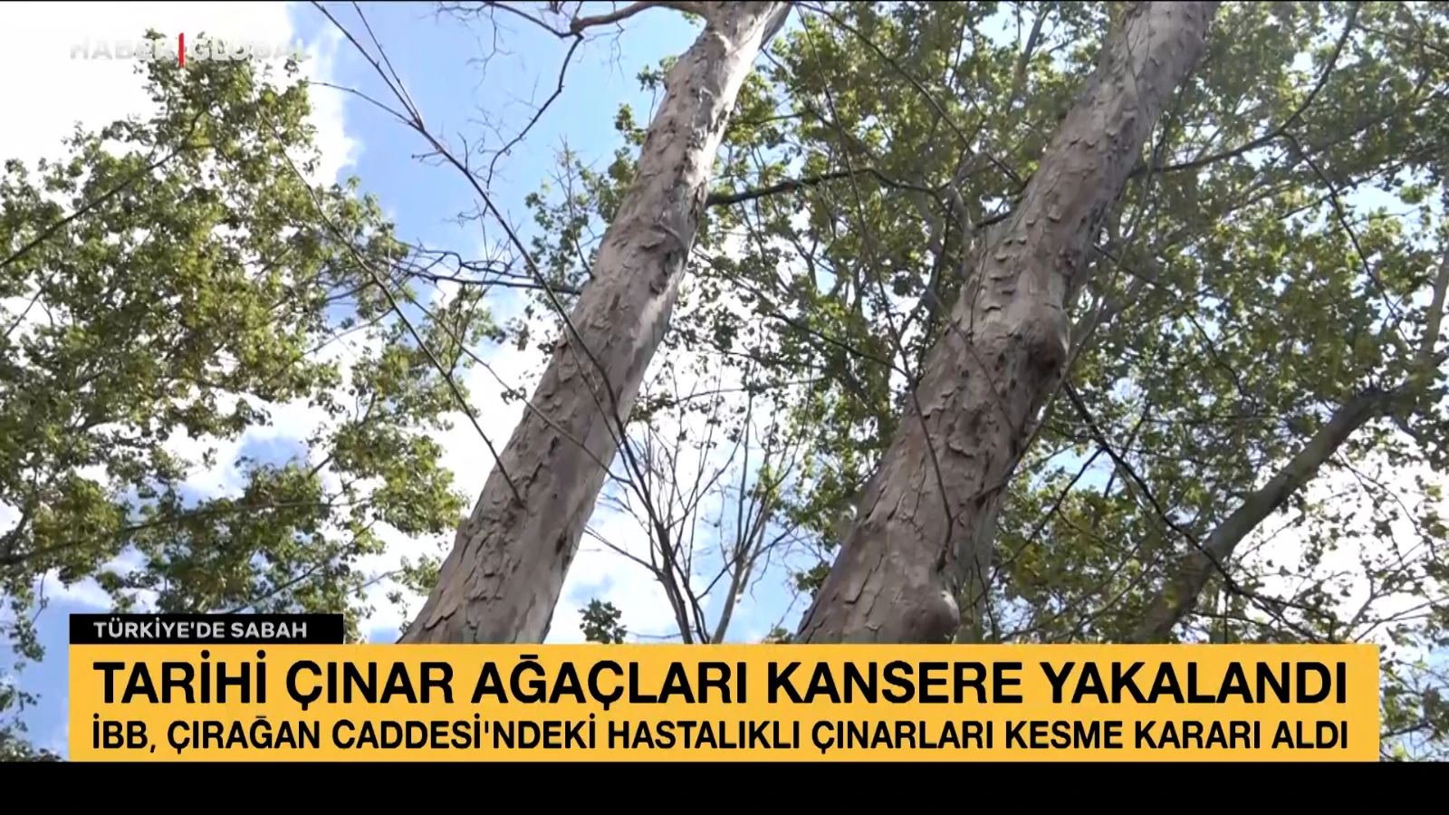 166 yıllık çınar ağaçları kesilecek