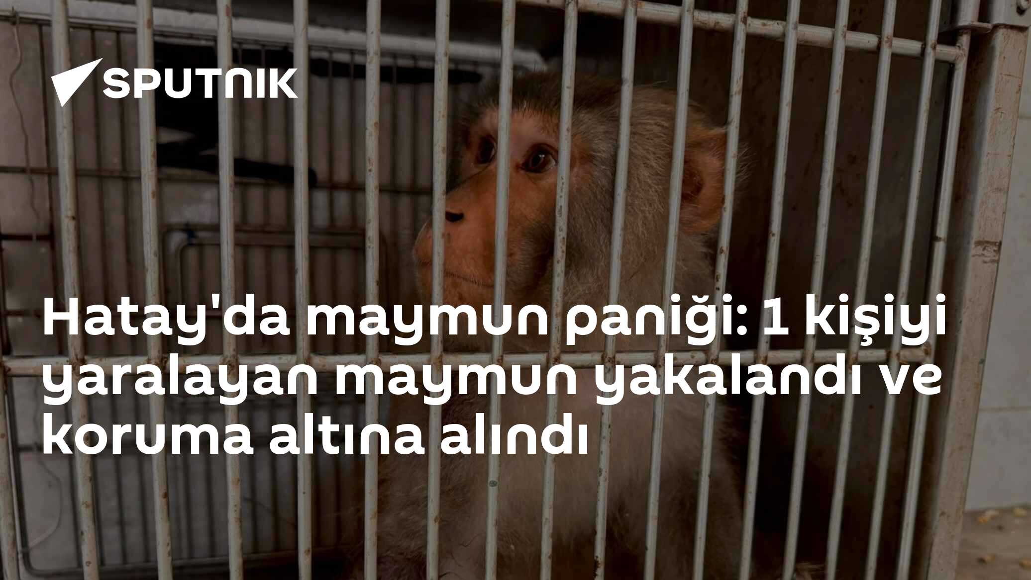 Hatay'da maymun paniği: 1 kişiyi yaralayan maymun yakalandı ve koruma altına alındı