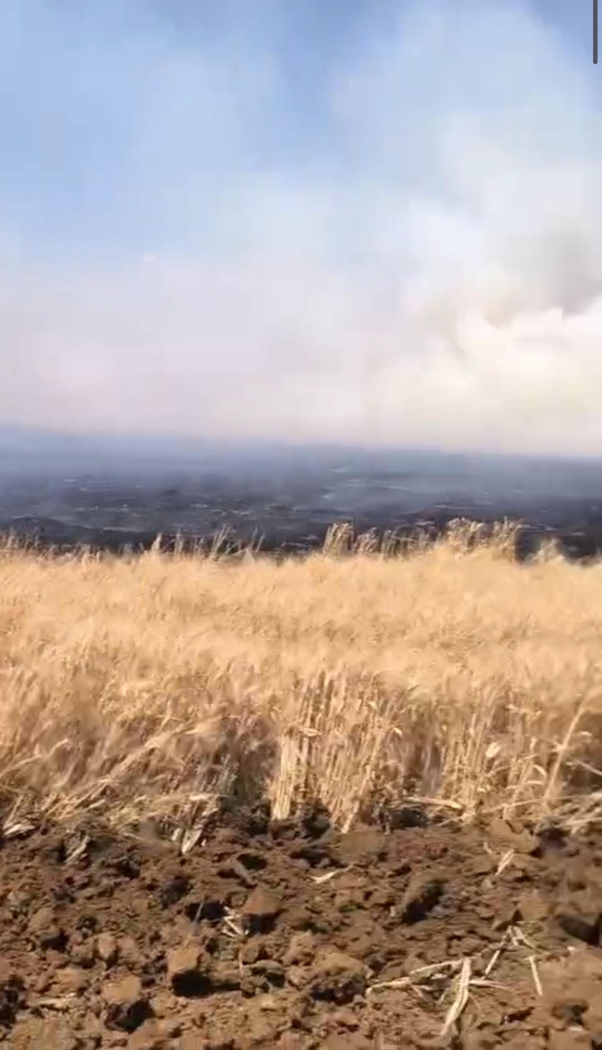 Mardin'de buğday ekili tarlada yangın; 500 dönüm zarar gördü