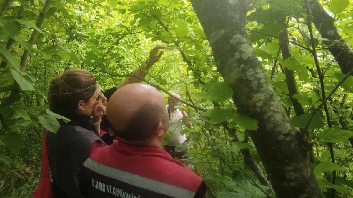 Sinop’ta kahverengi kokarcayla biyolojik mücadele
