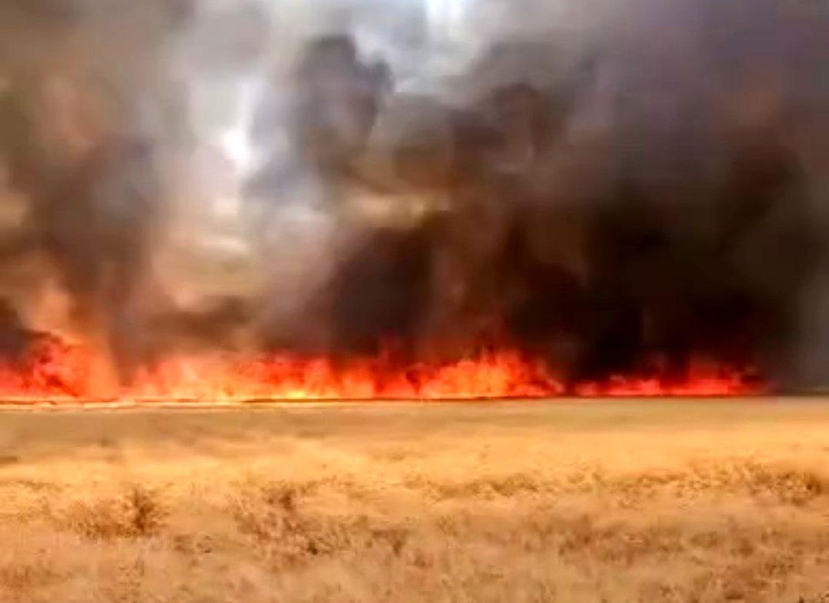Harran'da 300 dönümlük buğday tarlasında yangın