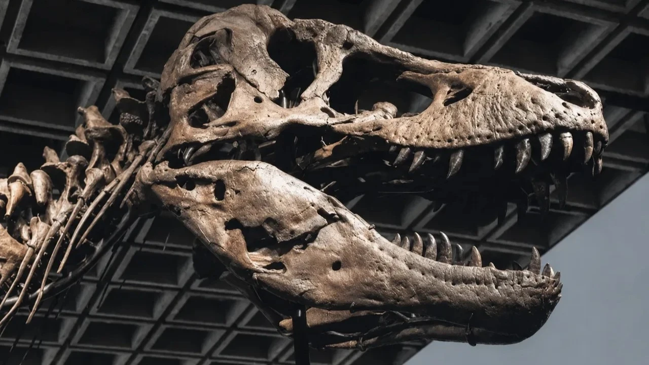 T-rex iskeletinden açık artırmada rekor fiyat