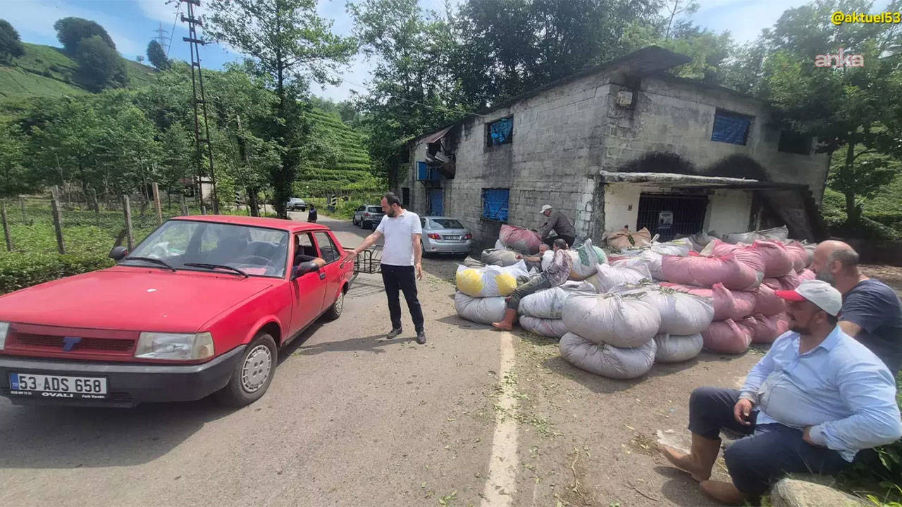 Çay üreticileri isyanda: AKP'ye oy verdiğim için bu işin suçlusu benim