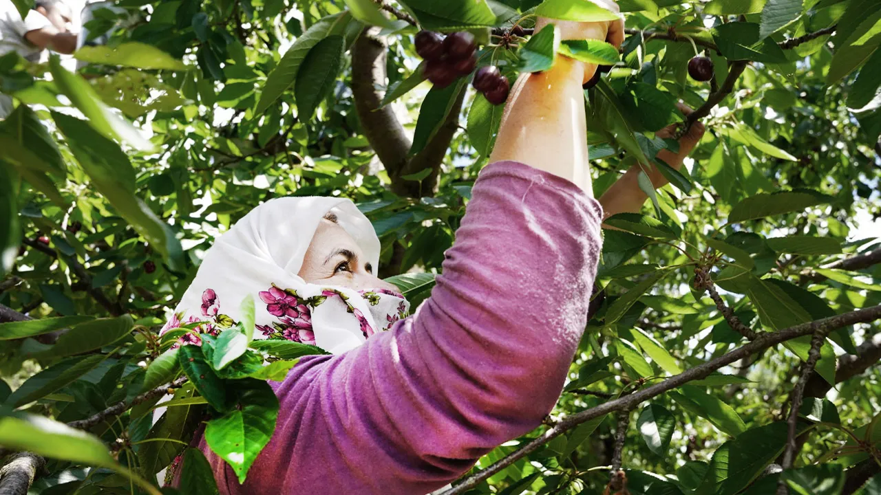 Geçen yıl elleri boş kalmıştı! Hasat bereketli başladı: Tarlada kilosu 70, markette 200 lira!