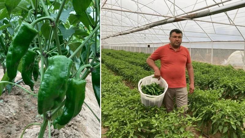 Manisa'nın nesi meşhur? Emcelli biberi nerede üretiliyor, fiyatı kilosu ne kadar kaç TL?