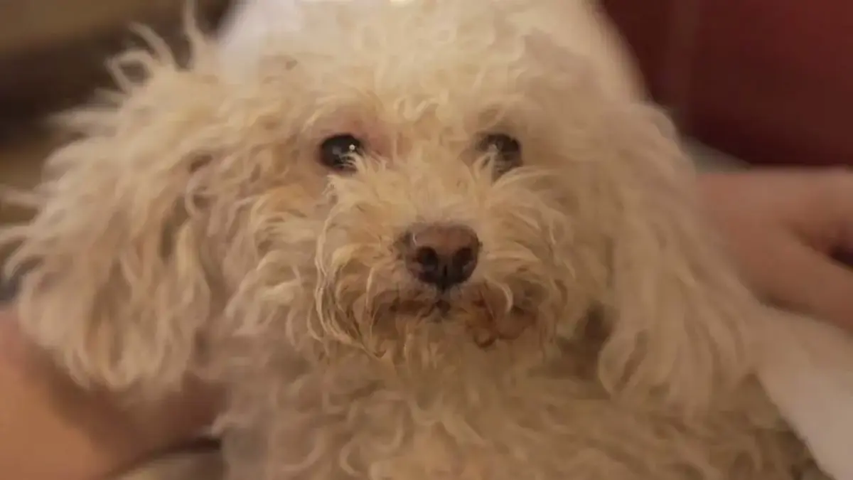 Venezuela'da mucize kurtuluş! Buddy adlı köpek 8 gün sonra enkazdan sağ çıkarıldı
