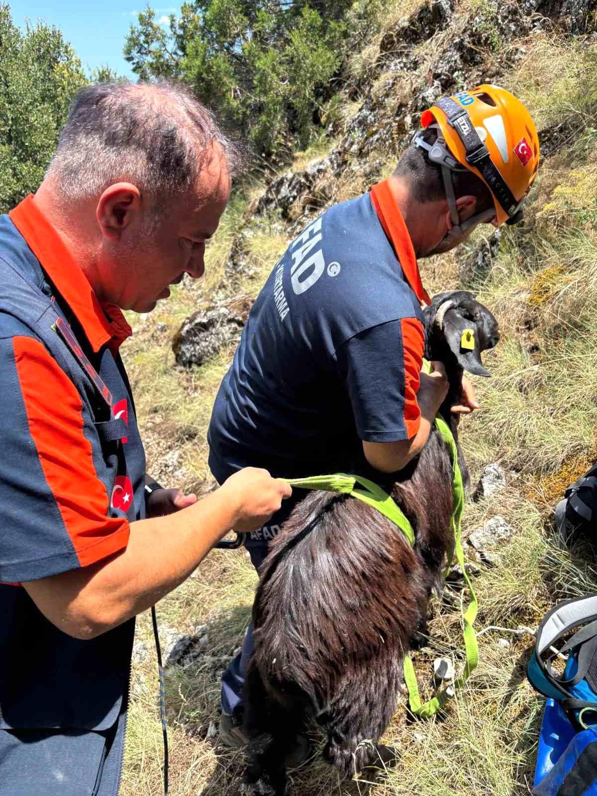 Dağda mahsur kalan keçiler kurtarıldı