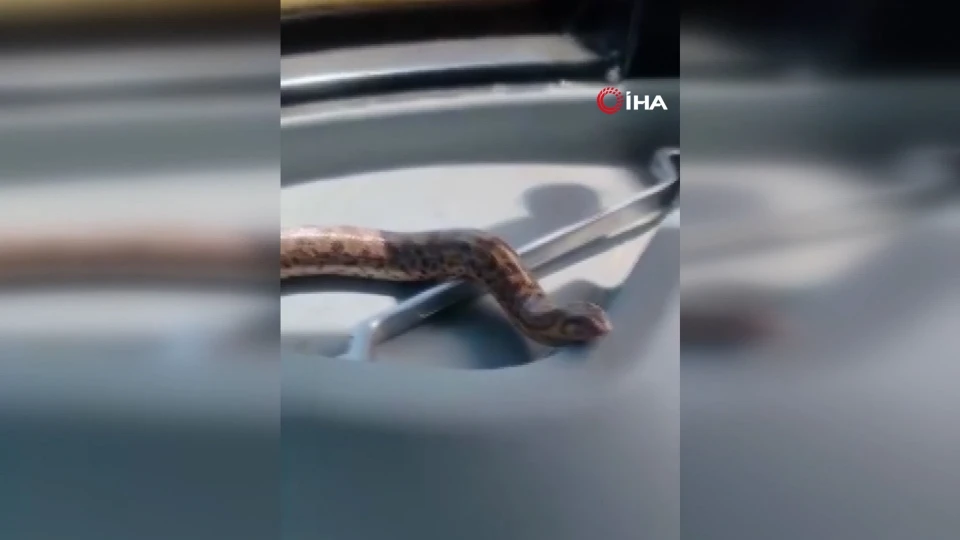 Elazığ'da Bulunan Kum Boa Yılanı İle Çiftçinin İlginç Diyaloğu
