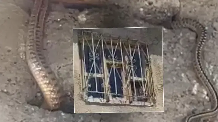 Kabus evi! Çatıdaki kuş deliklerine kadar sızdılar: Hayatımız altüst oldu