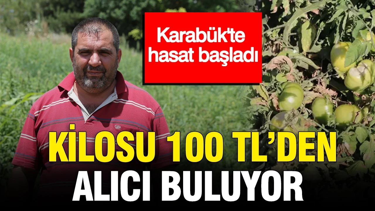 Karabük'te hasat başladı: Kilosu 100 TL'den alıcı buluyor