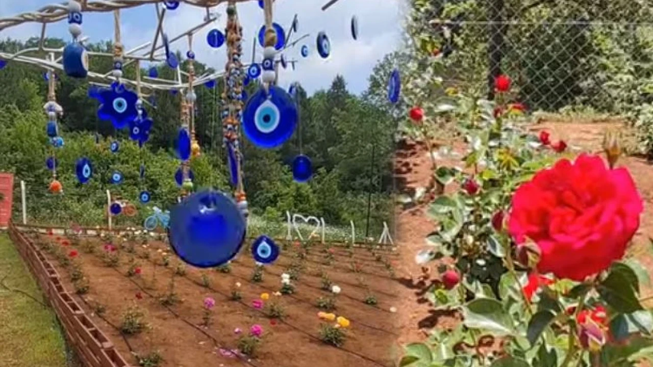 Şehrin ilk gül bahçesinde 40 renkte gül yetişiyor