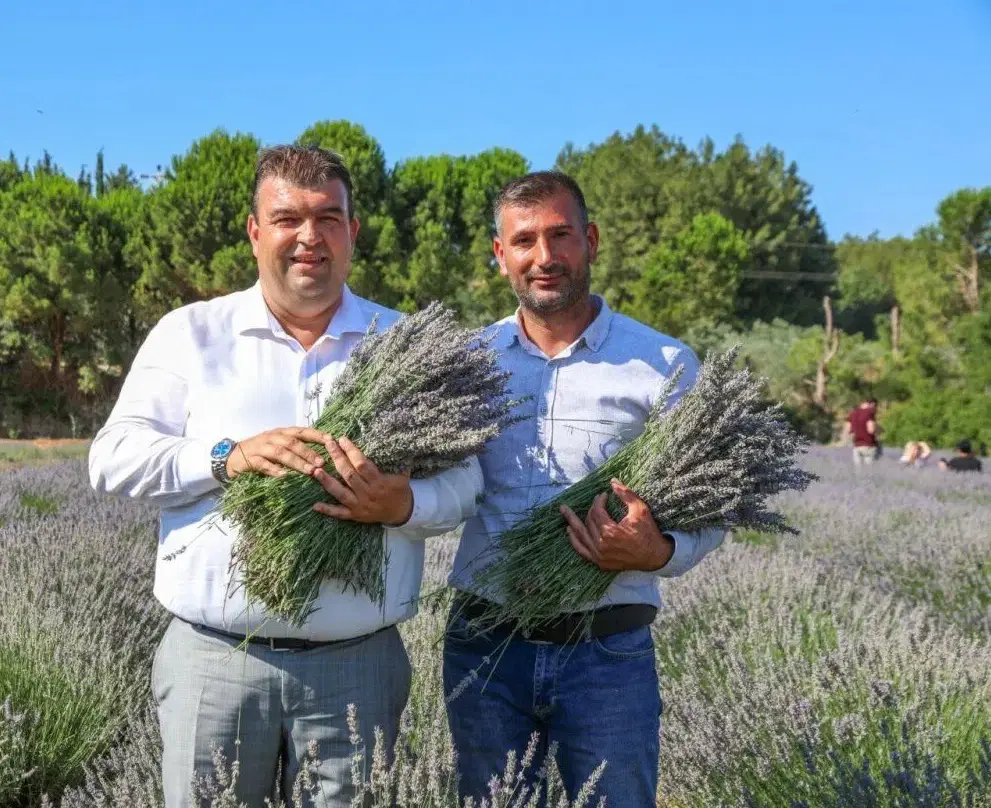 Seferihisar’da Lavanta Hasat Şenliği için geri sayım başladı