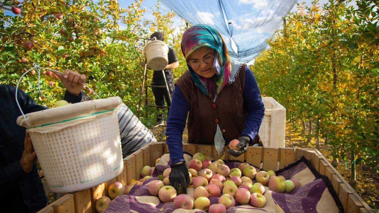 Elma bahçesinden market tezgâhına 5 kat fiyat farkı