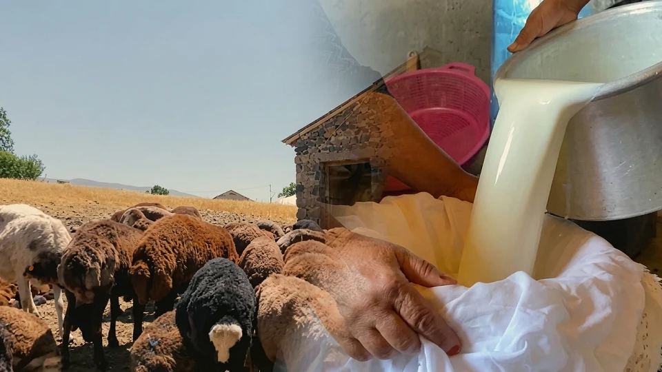 Yaz mevsimiyle birlikte Ağrılı üreticiler koyun sütünü ekonomiye kazandırıyor