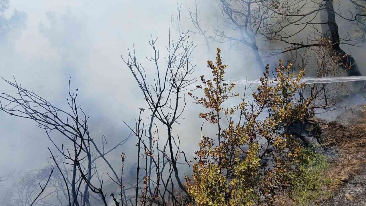 Bursa Gemlik’te piknik alanı yakınında korkutan yangın!