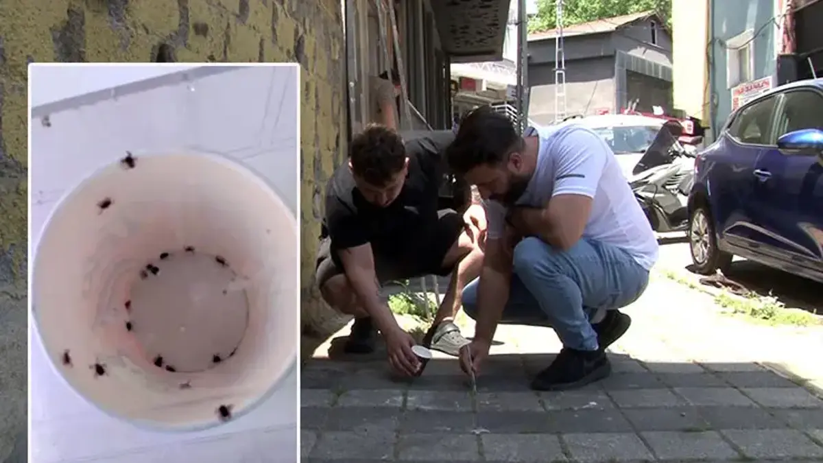 İstanbul'da mahalleli elinde cımbızla kene avlıyor! 'İlk defa böyle bir istila gördüm'